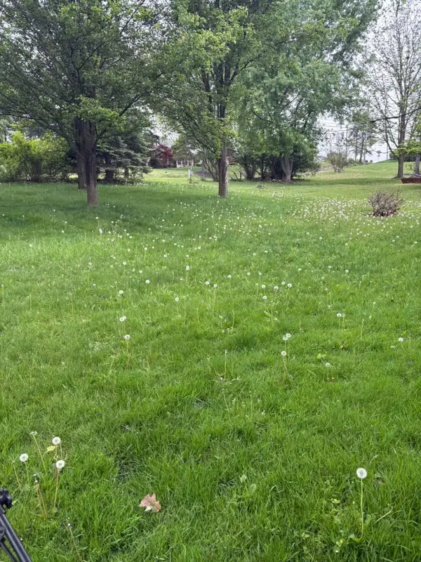 Overgrown lawn covered in dandelions before mowing — South Fayette PA